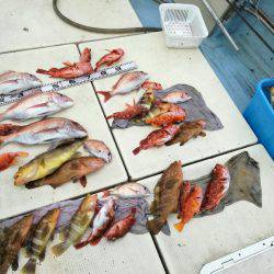 リトルワン 釣果