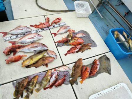 リトルワン 釣果