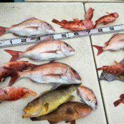 リトルワン 釣果