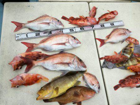 リトルワン 釣果