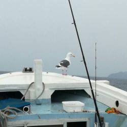 リトルワン 釣果