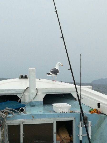 リトルワン 釣果