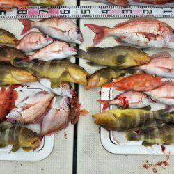 リトルワン 釣果