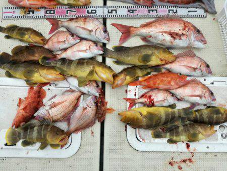 リトルワン 釣果