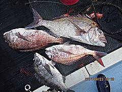 遊漁船 未紗奈 釣果