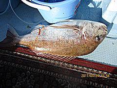 遊漁船 未紗奈 釣果