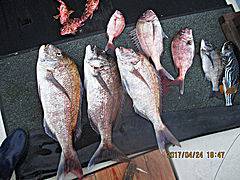 遊漁船 未紗奈 釣果