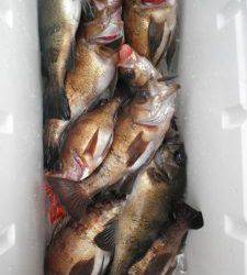 美咲丸 釣果