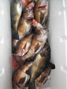 美咲丸 釣果