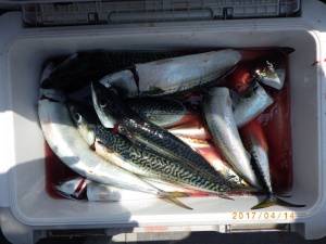 石川丸 釣果