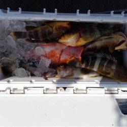 第二大福丸 釣果