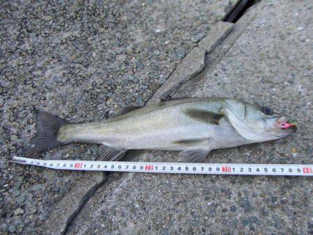 ショートバイトのシーバス