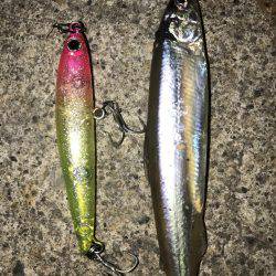 ナイトシーバス