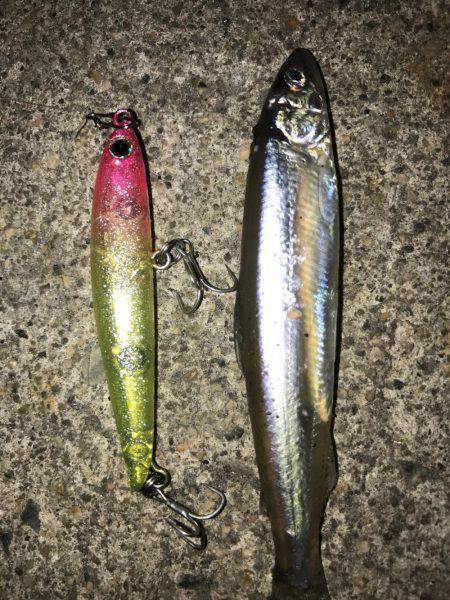 ナイトシーバス