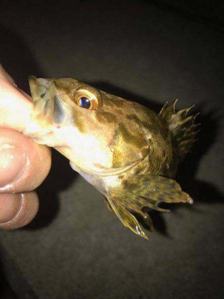 微風メバリング