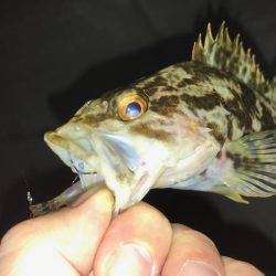 プラグでメバリング