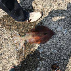 春イカ！初キロオーバー！！