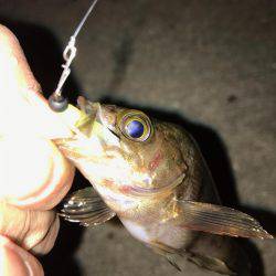 GWもメバリング