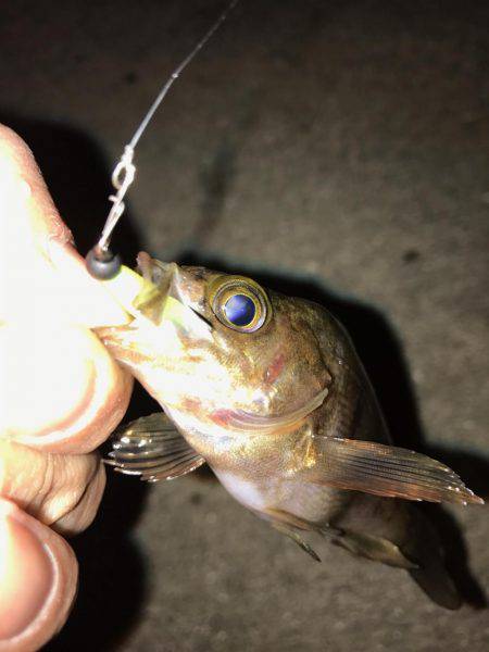 GWもメバリング