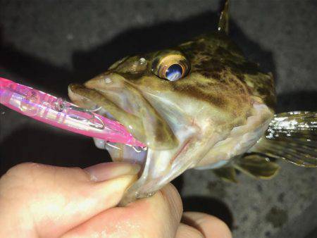 メバル狙うもタケノコ堀