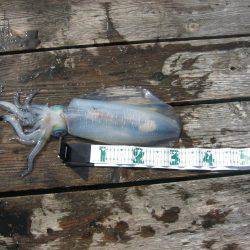 アオリイカ、デカイカ求めて筏編！