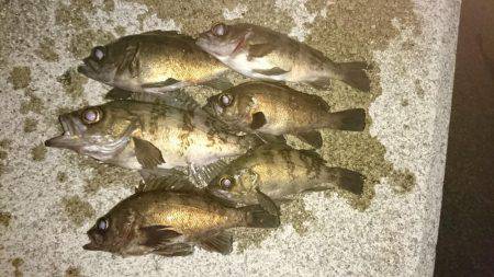 フロートリグでメバル。