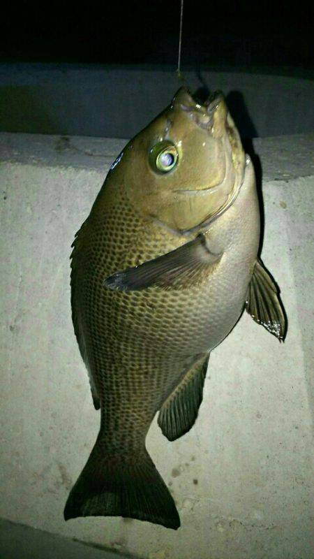 鈴鹿川河口ブロックポイントにて  グレ