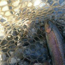 ルアーでニジマス釣り