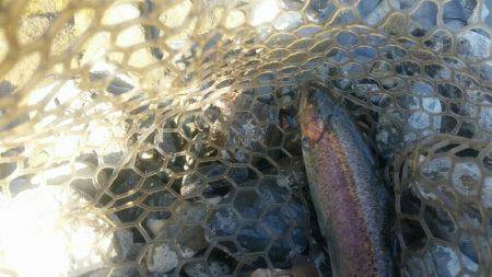 ルアーでニジマス釣り