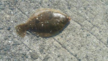 カレイの赤ちゃん