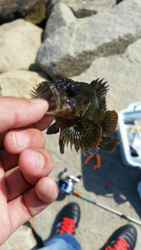 穴釣り釣果