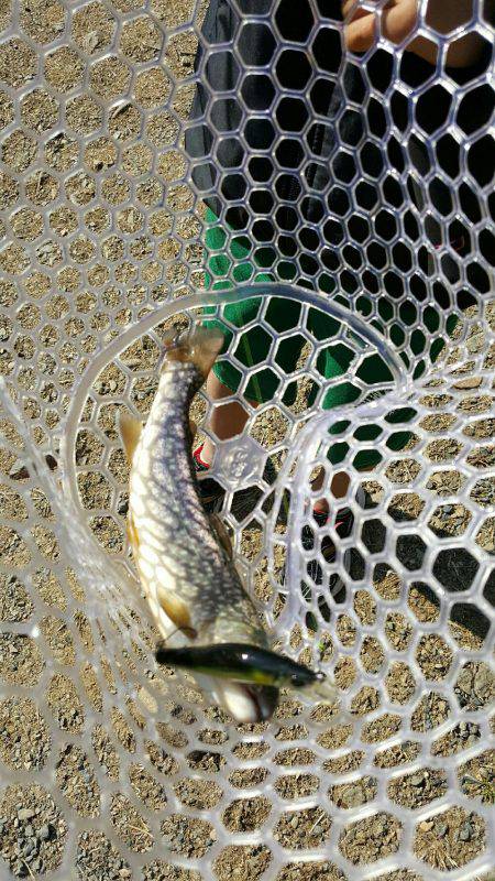 朽木渓流魚センタールアーフィールド