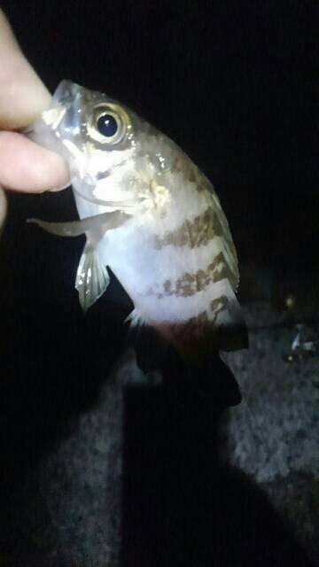 濃霧の中メバリング