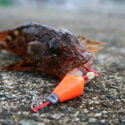 新井堤防テトラ穴釣り。