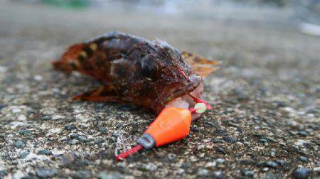新井堤防テトラ穴釣り。