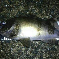 またまた濃霧メバリング