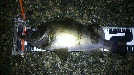 またまた濃霧メバリング