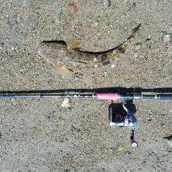 マゴチ釣れたけど・・大事な物を失った