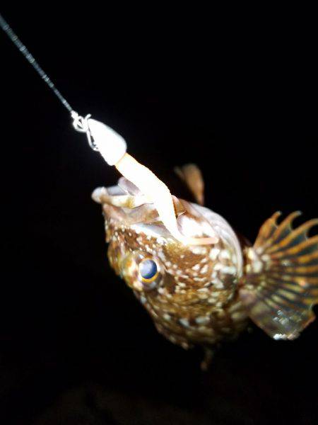 久しぶりのメバリング