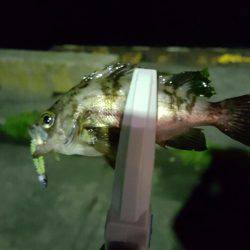 前島埠頭でメバリング