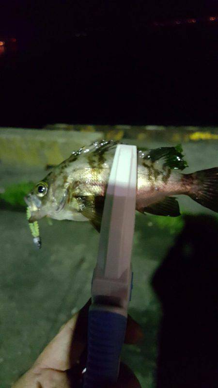 前島埠頭でメバリング