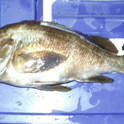 尺メバルチャレンジ失敗