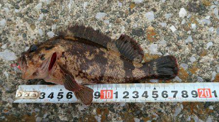 福浦岸壁でブラクリ穴釣り