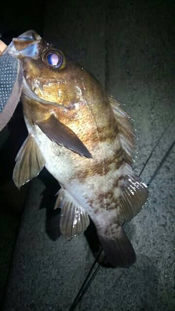 悶絶メバリング