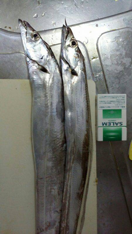 初投稿　太刀魚大好きたま吉