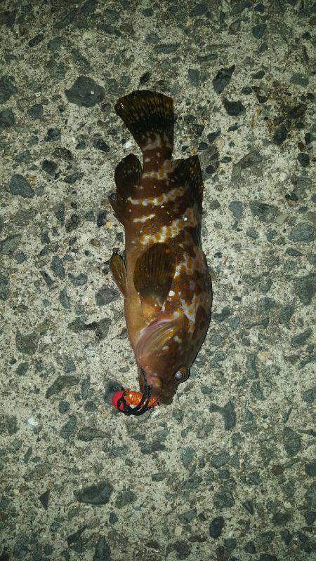 メバルとガシラ