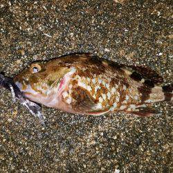 今宵ものっ込みチヌをもとめて！