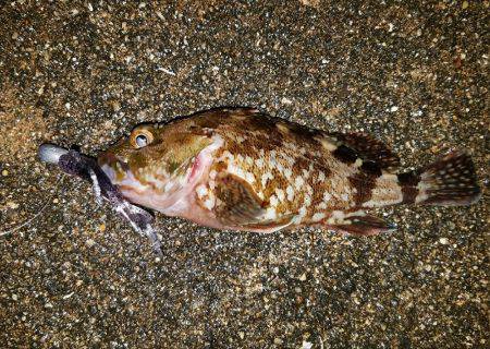 今宵ものっ込みチヌをもとめて！