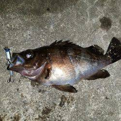 バチシー開幕か？