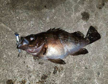 バチシー開幕か？